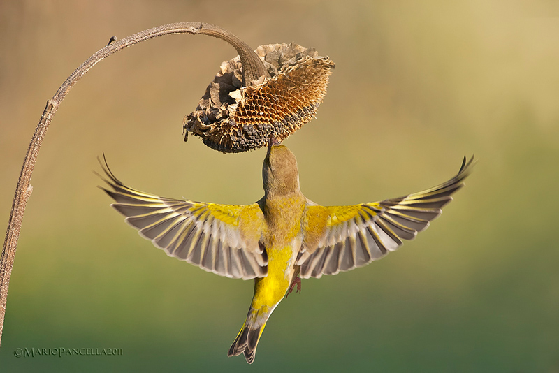 VERDONI - Carduelis chloris